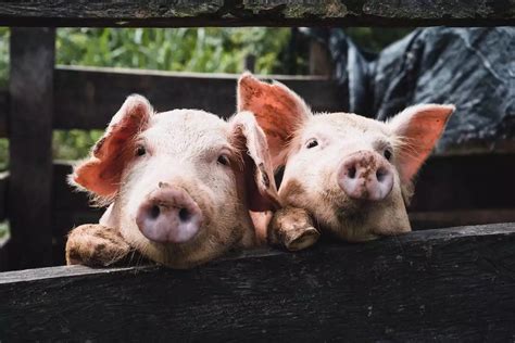 « Porc » et « cochon » : quelle différence .